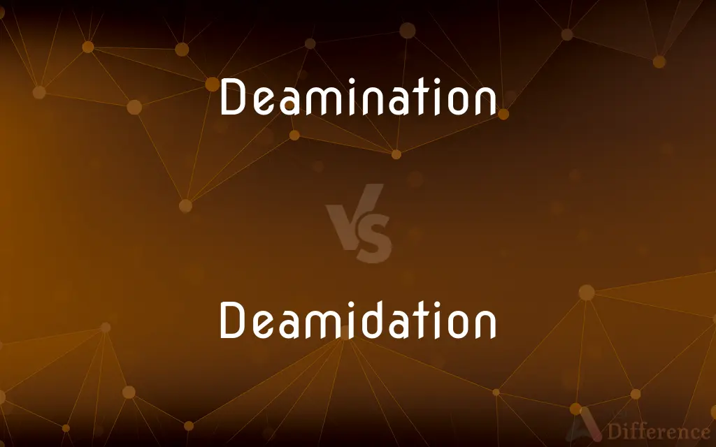 Deamination vs. Deamidation — What's the Difference?