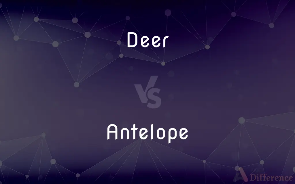Deer vs. Antelope — What's the Difference?