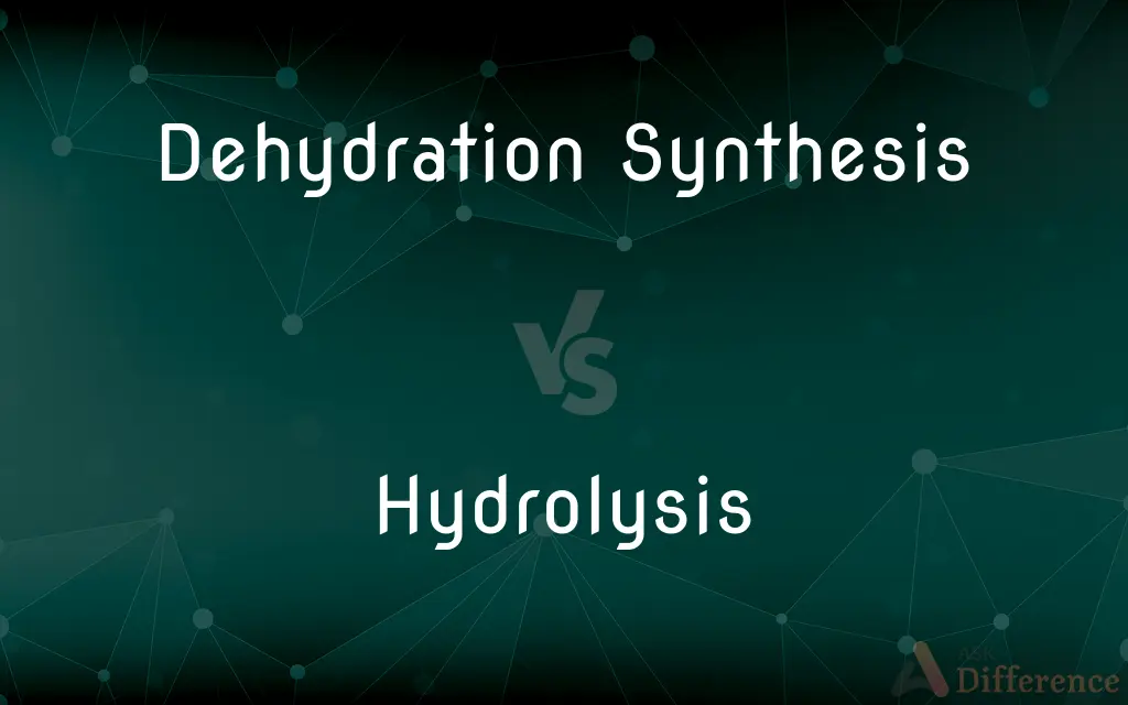 Dehydration Synthesis vs. Hydrolysis — What's the Difference?