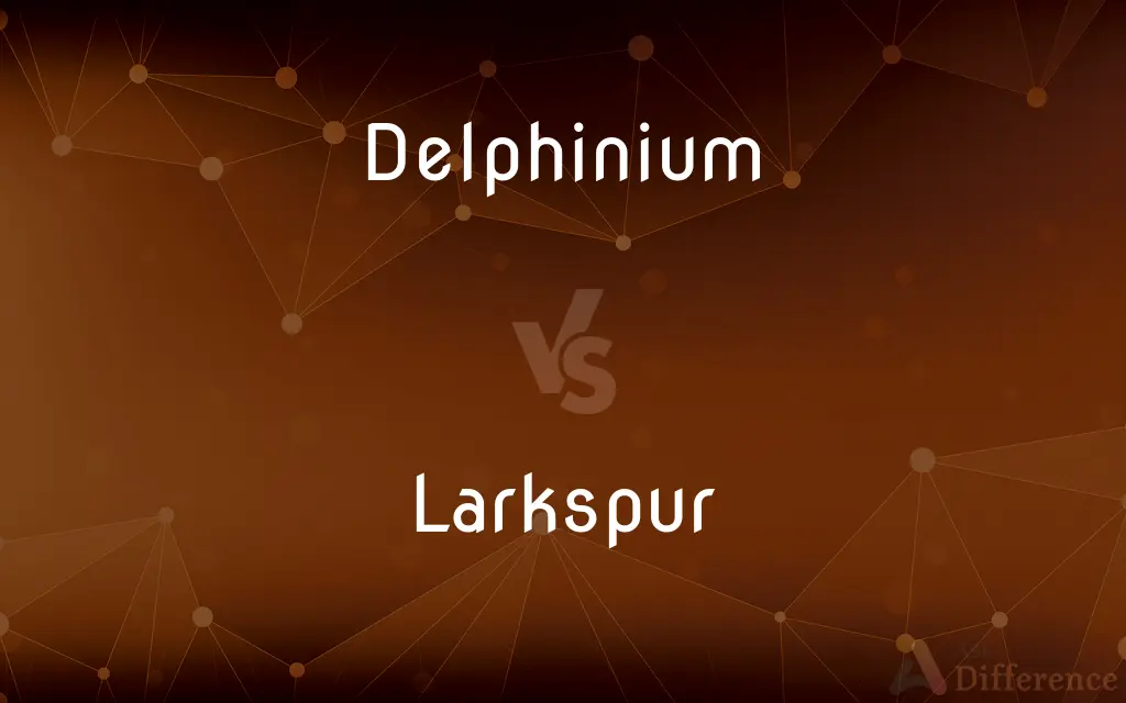Delphinium vs. Larkspur — What's the Difference?