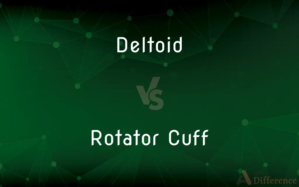 Deltoid vs. Rotator Cuff — What's the Difference?