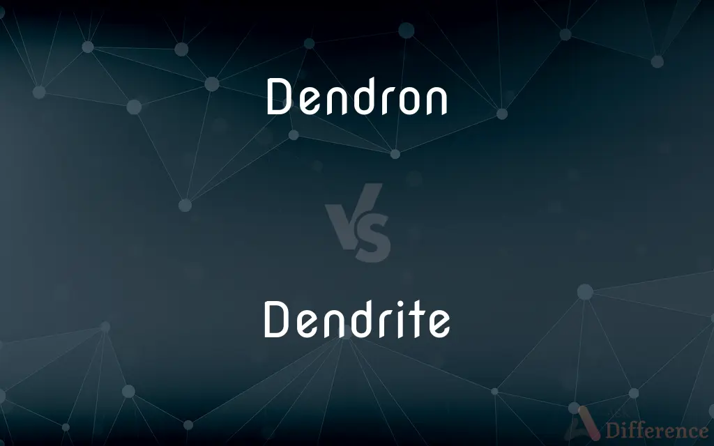 Dendron vs. Dendrite — What's the Difference?