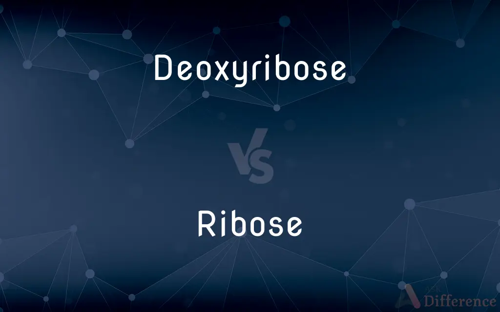 Deoxyribose vs. Ribose — What's the Difference?