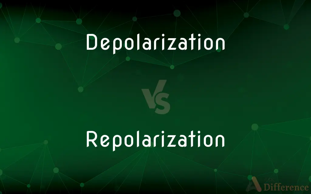 Depolarization vs. Repolarization — What's the Difference?