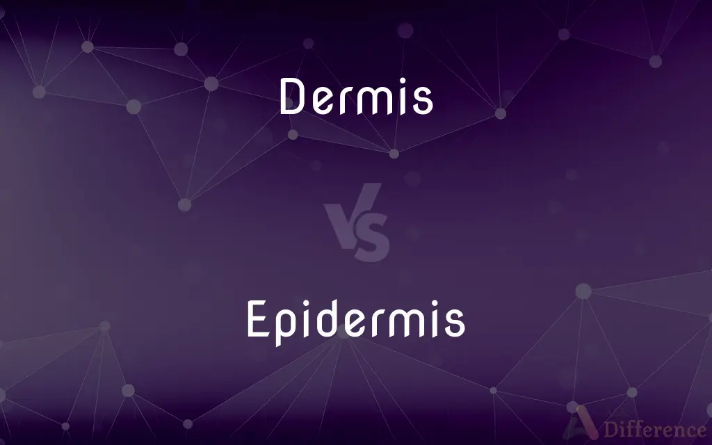 Dermis vs. Epidermis — What's the Difference?
