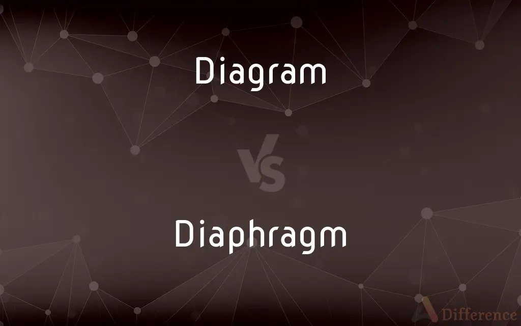 Diagram vs. Diaphragm — What's the Difference?