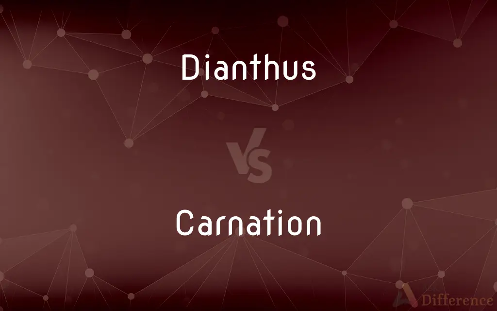 Dianthus vs. Carnation — What's the Difference?
