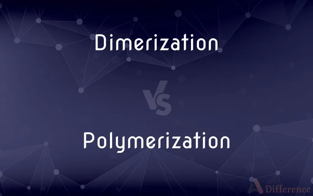 Dimerization vs. Polymerization — What's the Difference?