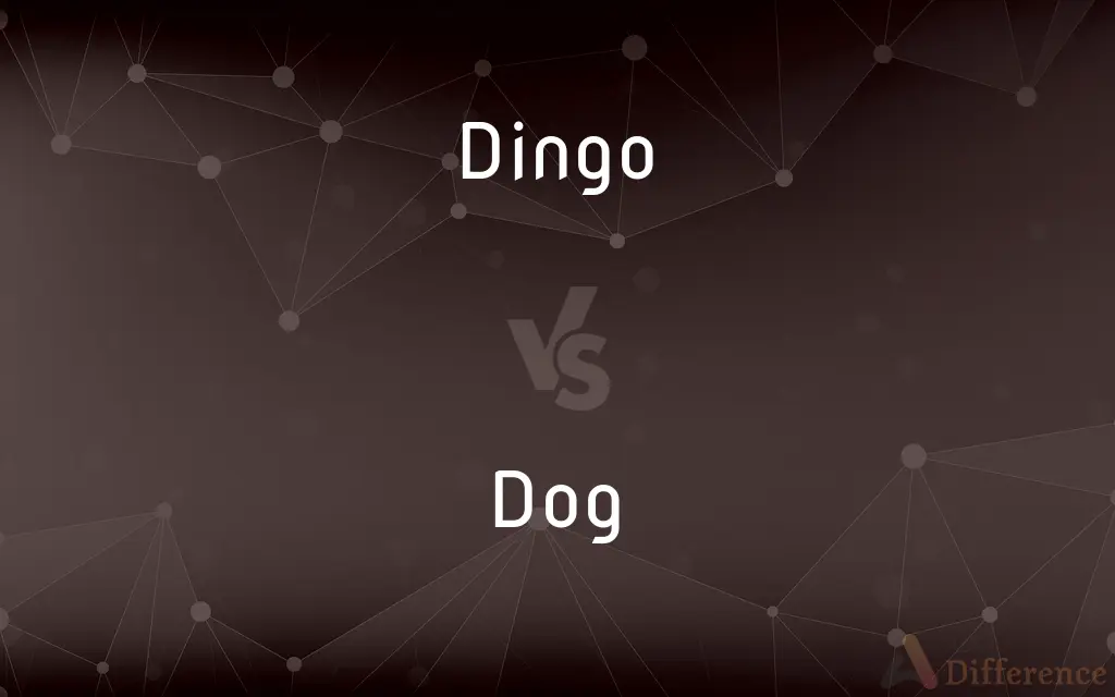 Dingo vs. Dog — What's the Difference?