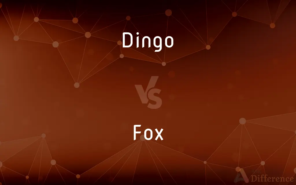 Dingo vs. Fox — What's the Difference?