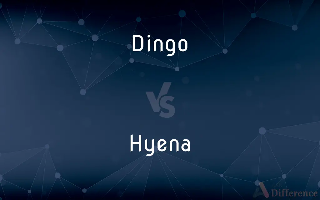 Dingo vs. Hyena — What's the Difference?