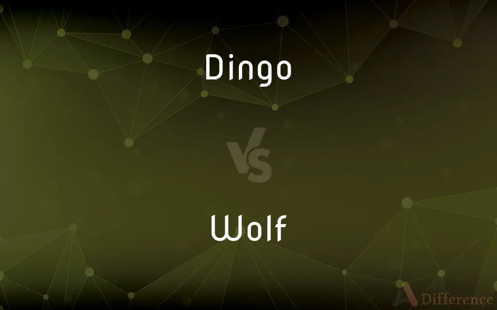 Dingo vs. Wolf — What's the Difference?