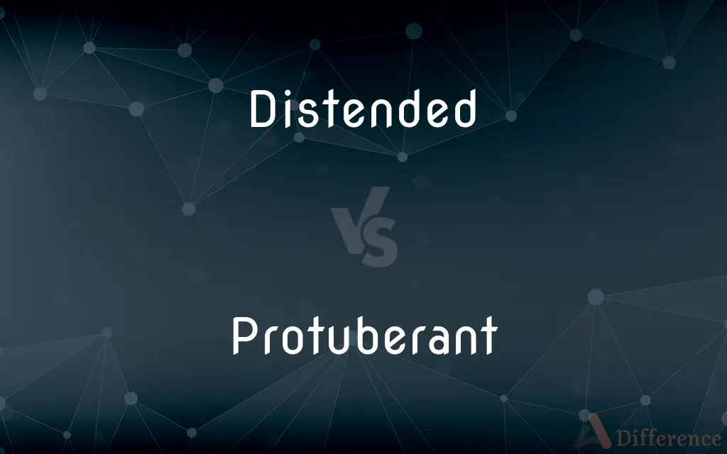 Distended vs. Protuberant — What's the Difference?