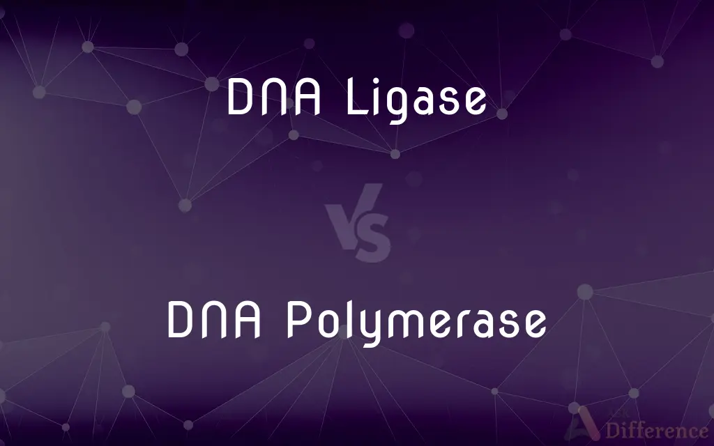 DNA Ligase vs. DNA Polymerase — What's the Difference?