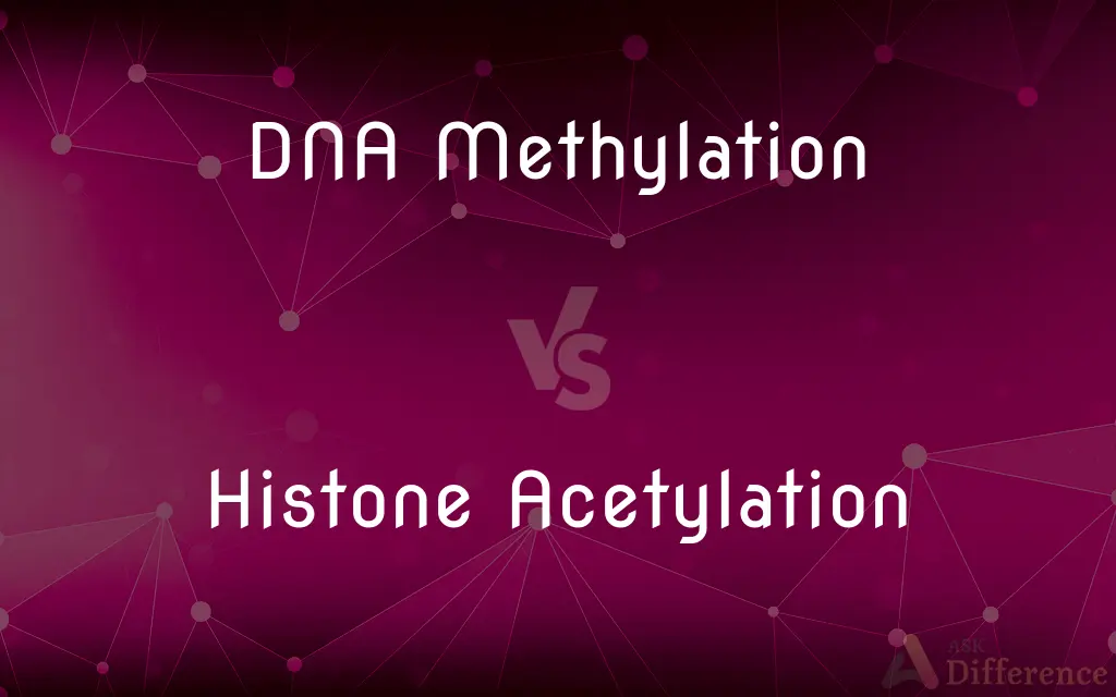 DNA Methylation vs. Histone Acetylation — What's the Difference?