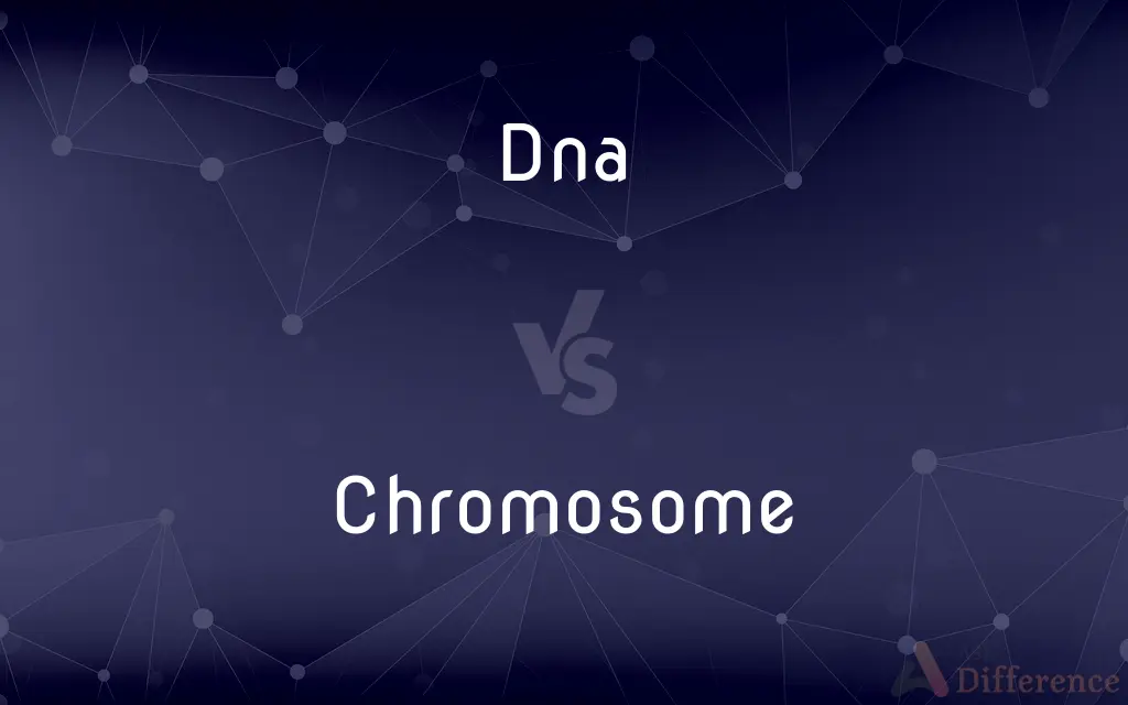 DNA vs. Chromosome — What's the Difference?