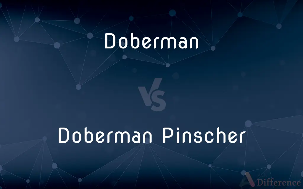 Doberman vs. Doberman Pinscher — What's the Difference?