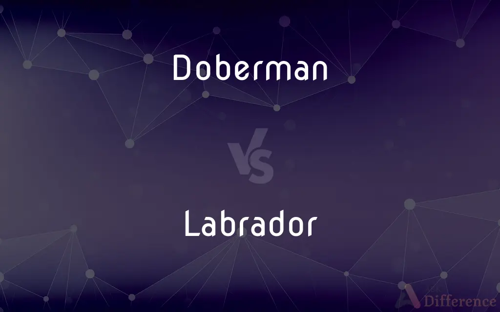 Doberman vs. Labrador — What's the Difference?