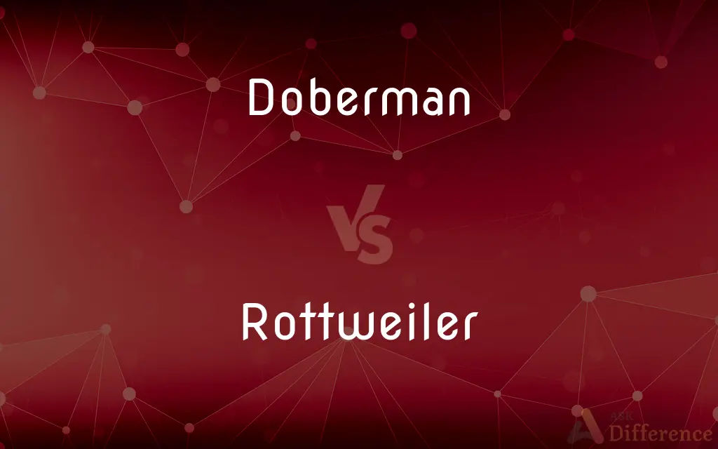 Doberman vs. Rottweiler — What's the Difference?