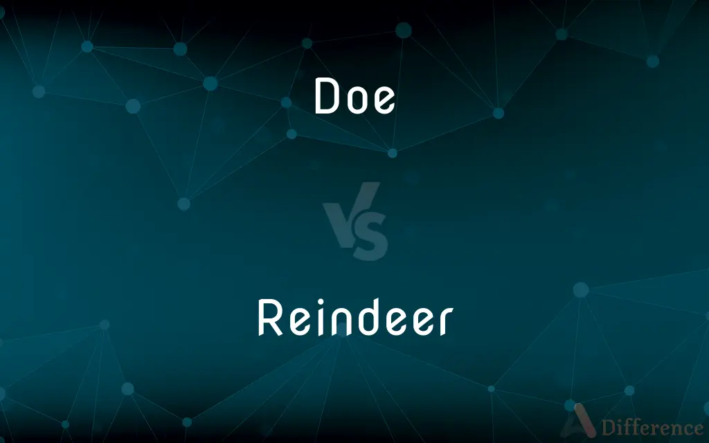Doe vs. Reindeer — What's the Difference?