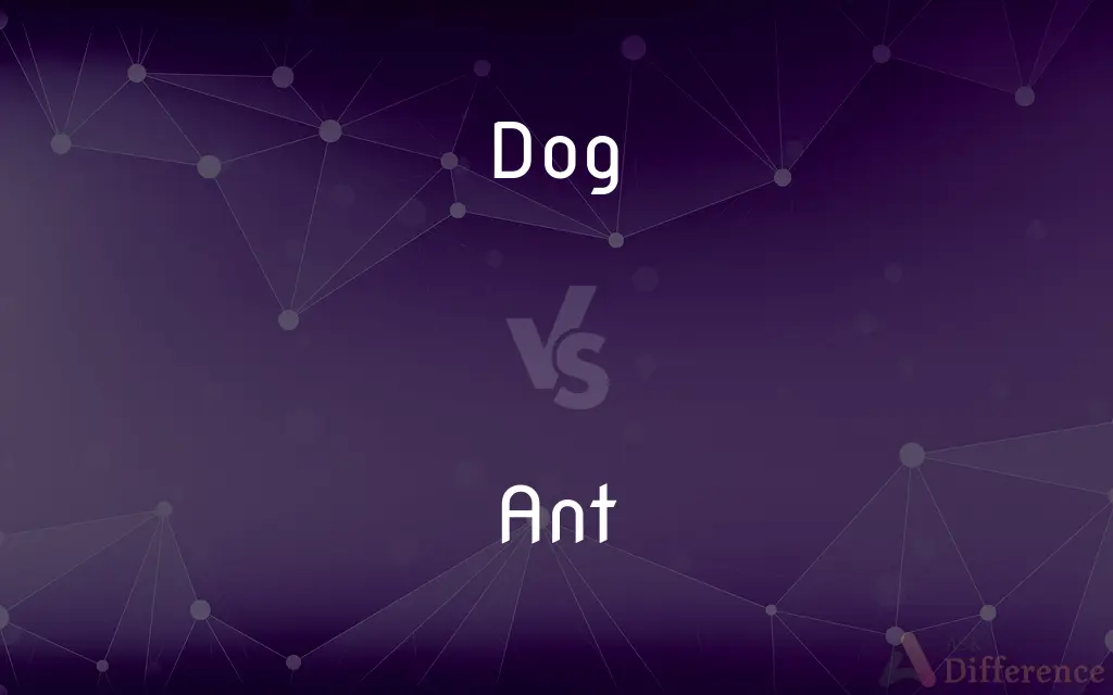 Dog vs. Ant — What's the Difference?