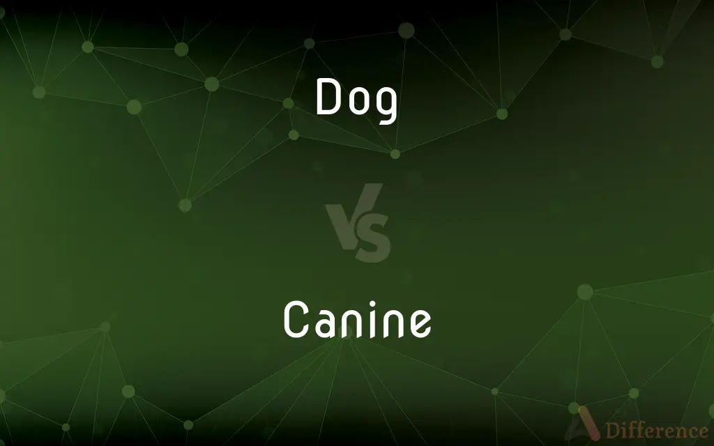 Dog vs. Canine — What's the Difference?