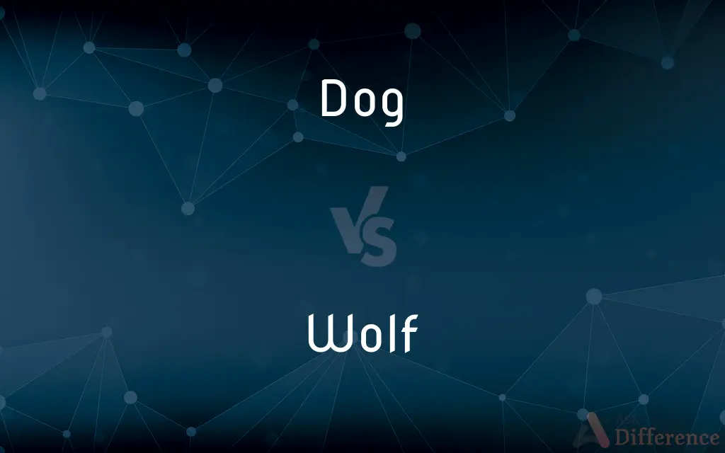 Dog vs. Wolf — What's the Difference?