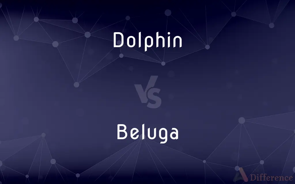 Dolphin vs. Beluga — What's the Difference?
