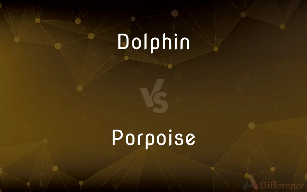 Dolphin vs. Porpoise — What's the Difference?