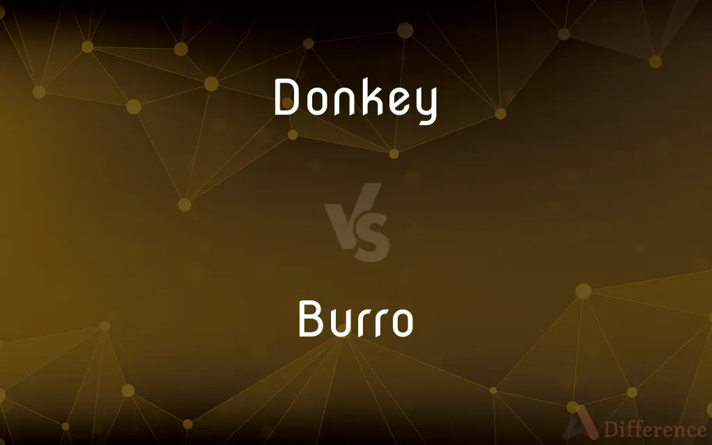 Donkey vs. Burro — What's the Difference?