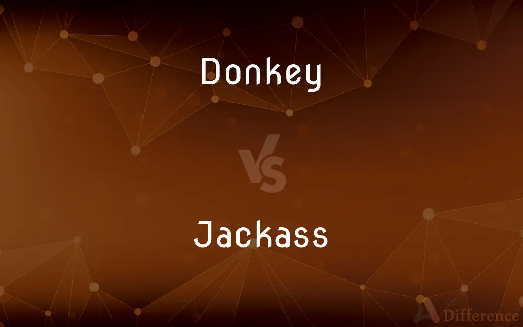 Donkey vs. Jackass — What's the Difference?