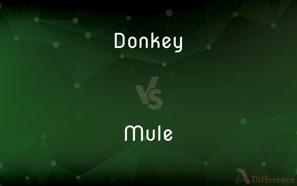 Donkey vs. Mule — What's the Difference?