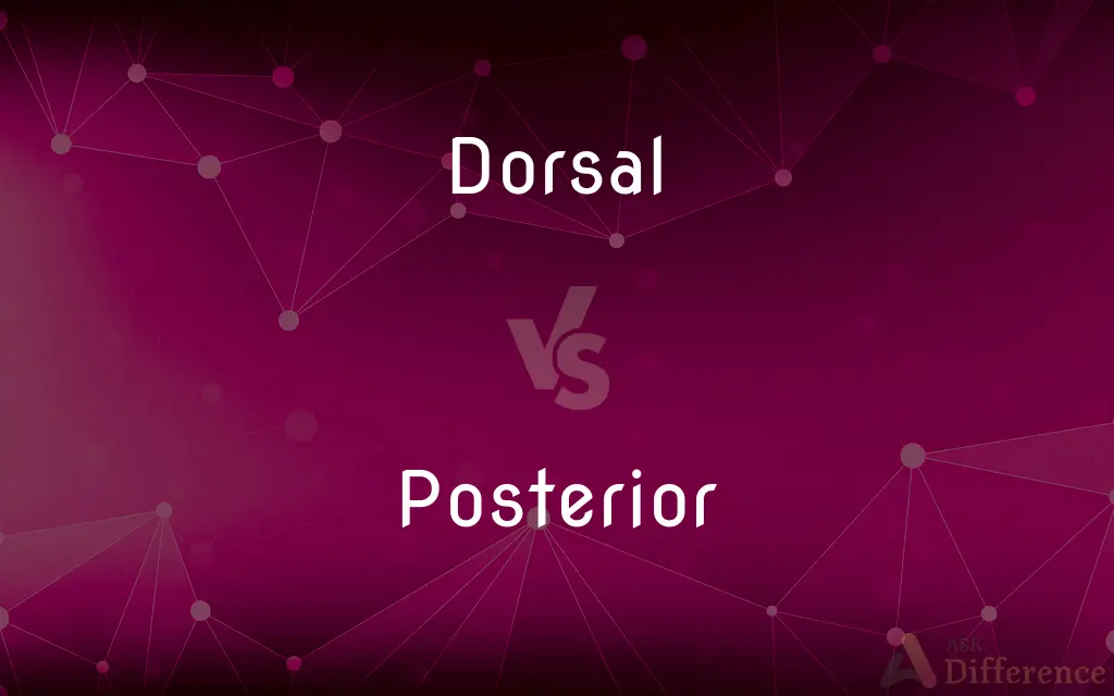 Dorsal vs. Posterior — What's the Difference?