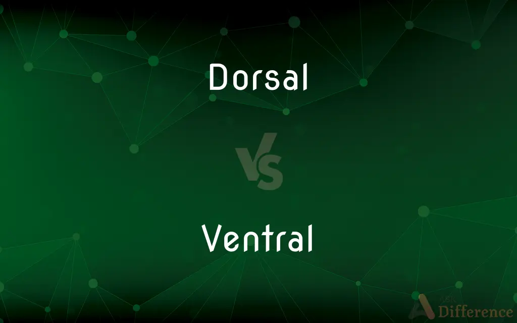 Dorsal vs. Ventral — What's the Difference?