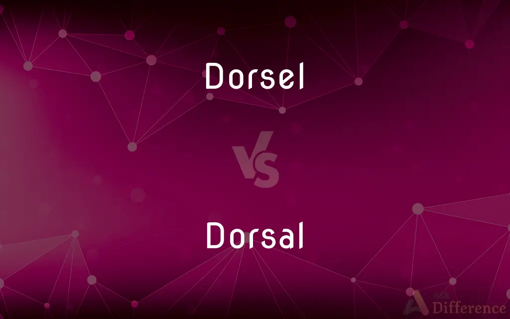 Dorsel vs. Dorsal — What's the Difference?