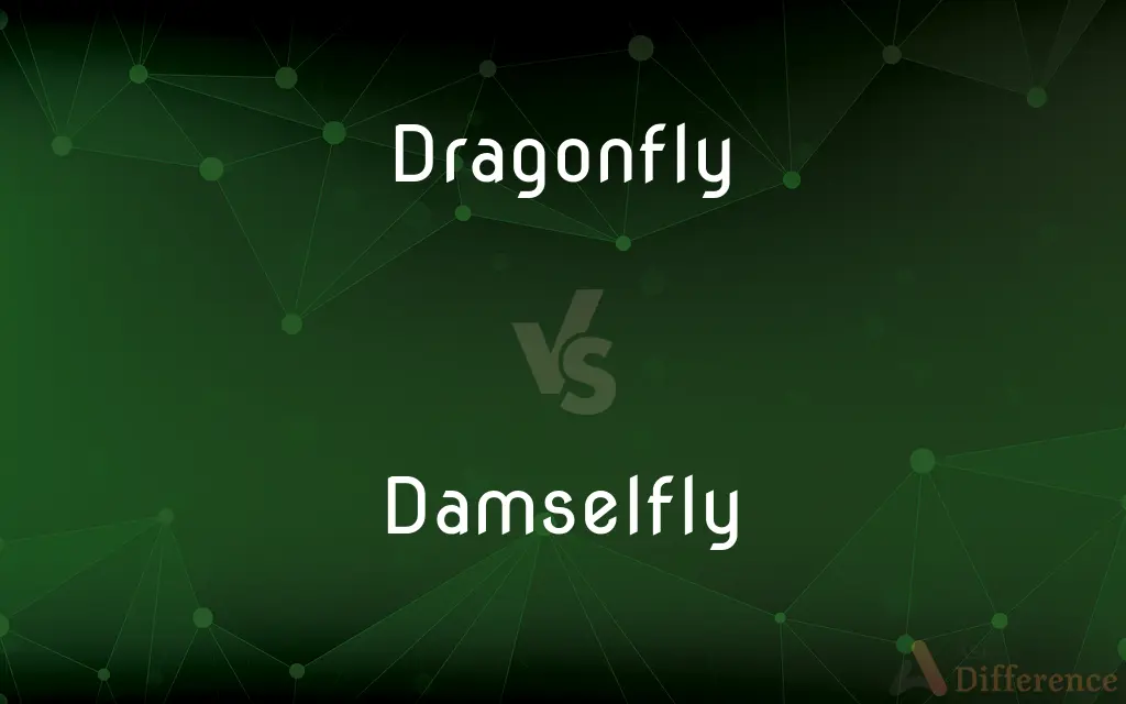 Dragonfly vs. Damselfly — What's the Difference?