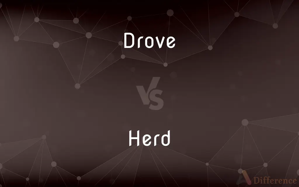 Drove vs. Herd — What's the Difference?
