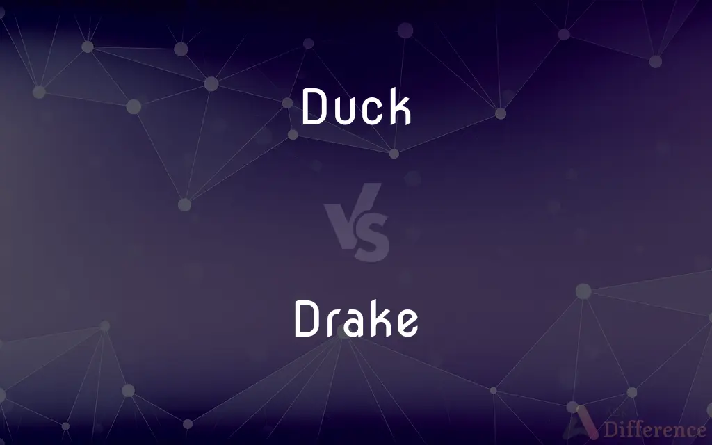 Duck vs. Drake — What's the Difference?