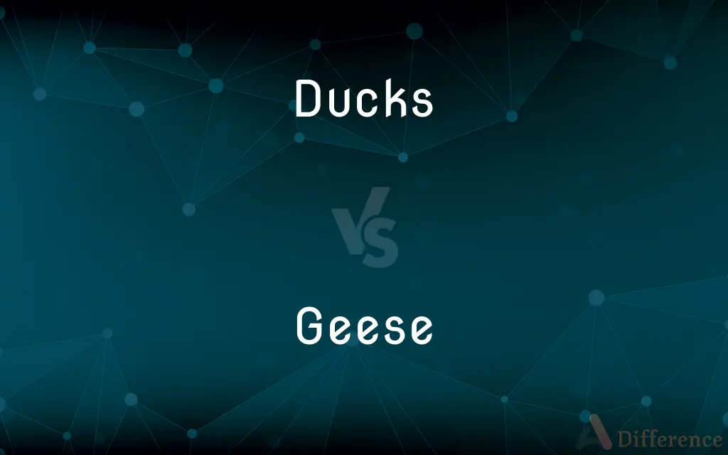 Ducks vs. Geese — What's the Difference?
