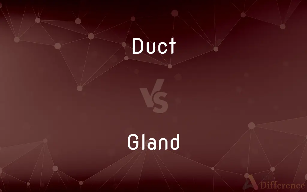 Duct vs. Gland — What's the Difference?