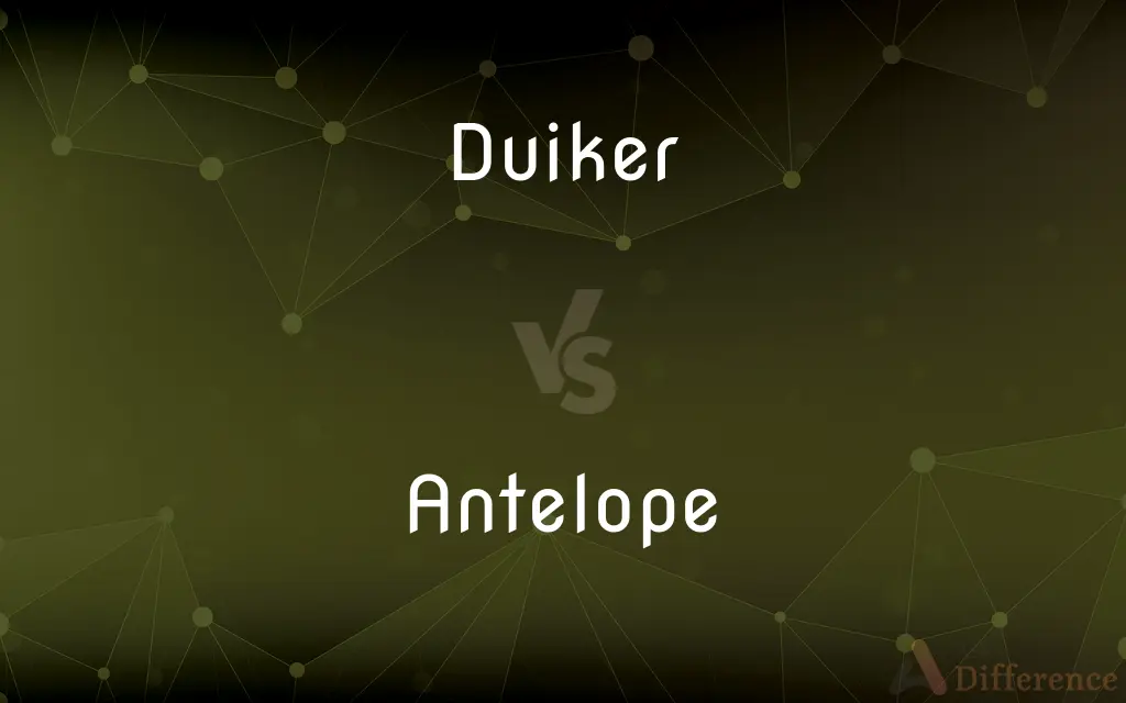 Duiker vs. Antelope — What's the Difference?