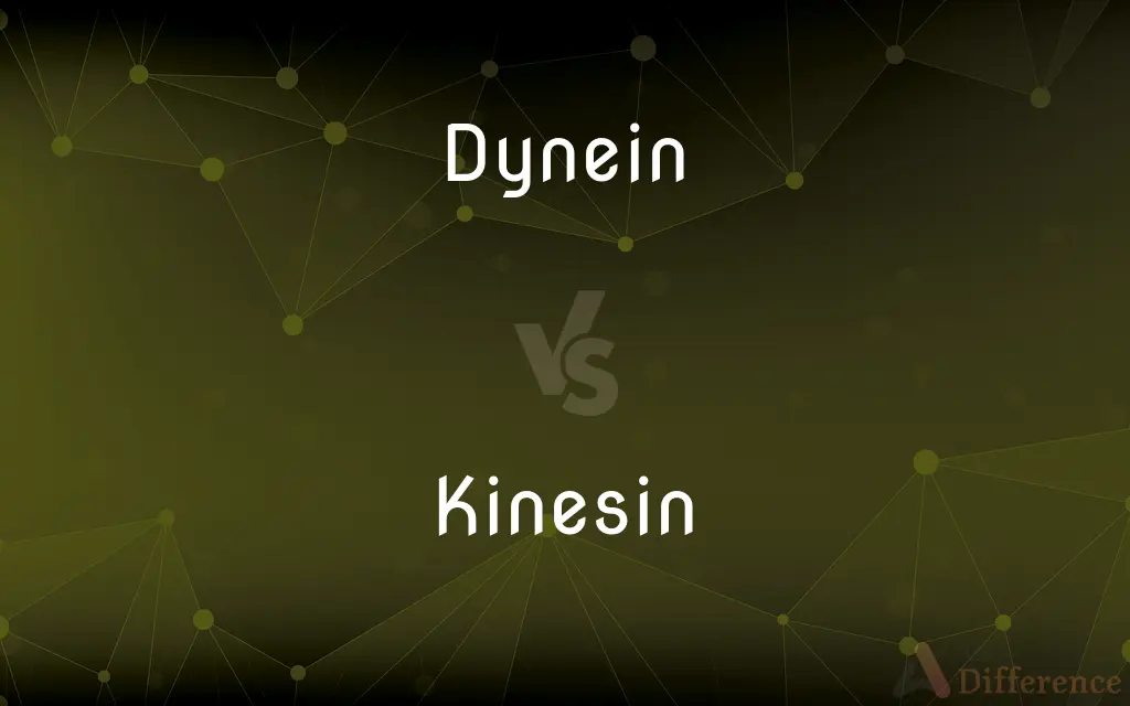 Dynein vs. Kinesin — What's the Difference?