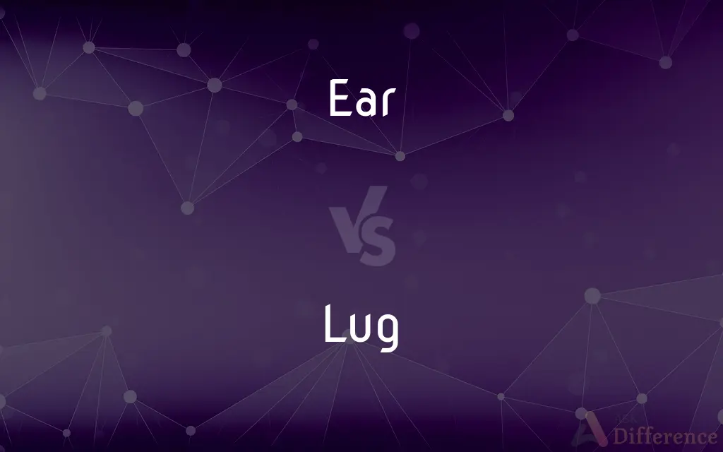 Ear vs. Lug — What's the Difference?