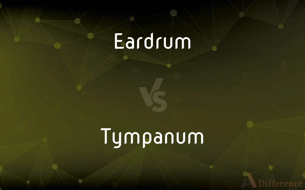 Eardrum vs. Tympanum — What's the Difference?