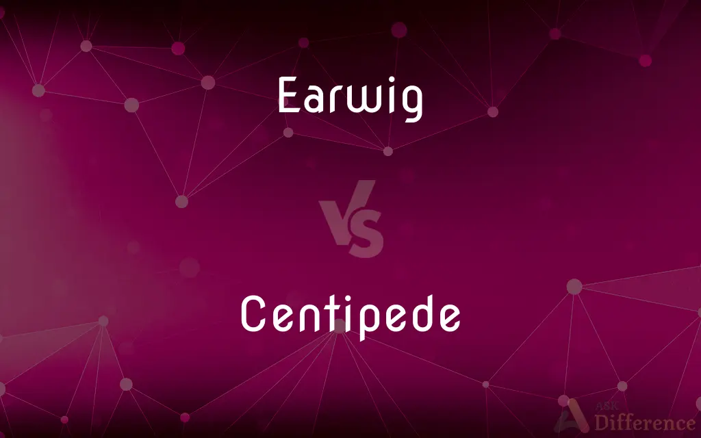 Earwig vs. Centipede — What's the Difference?