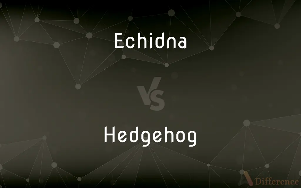 Echidna vs. Hedgehog — What's the Difference?