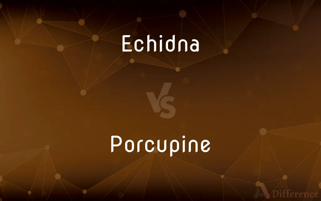 Echidna vs. Porcupine — What's the Difference?