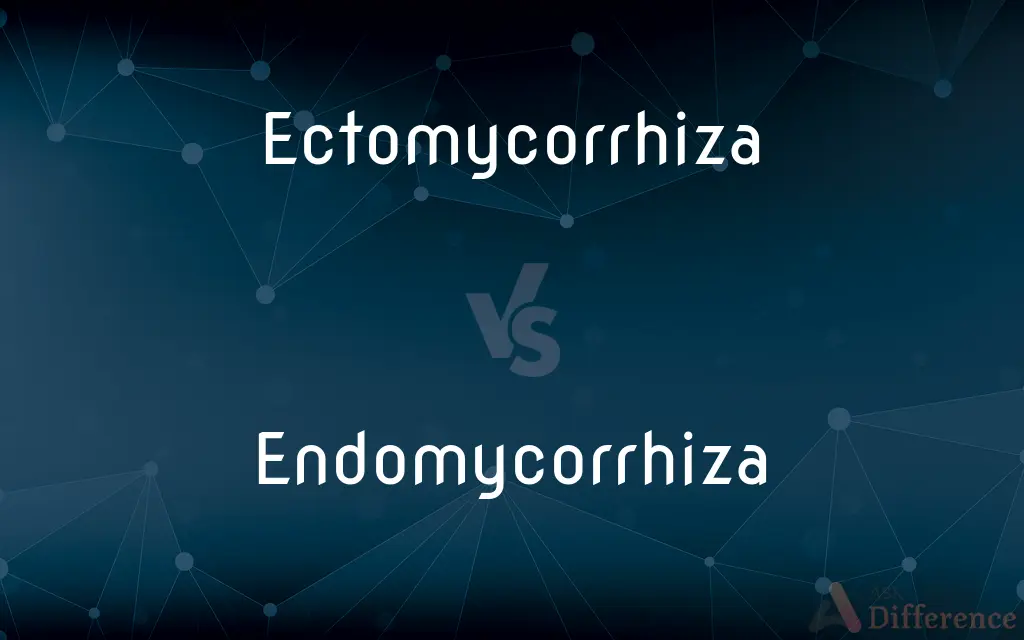 Ectomycorrhiza vs. Endomycorrhiza — What's the Difference?
