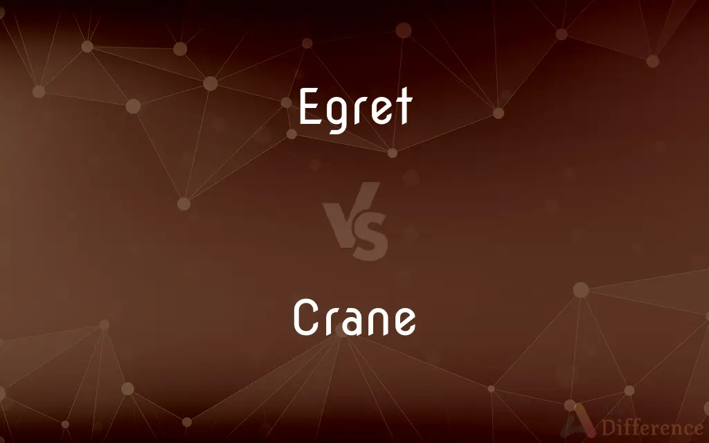 Egret vs. Crane — What's the Difference?