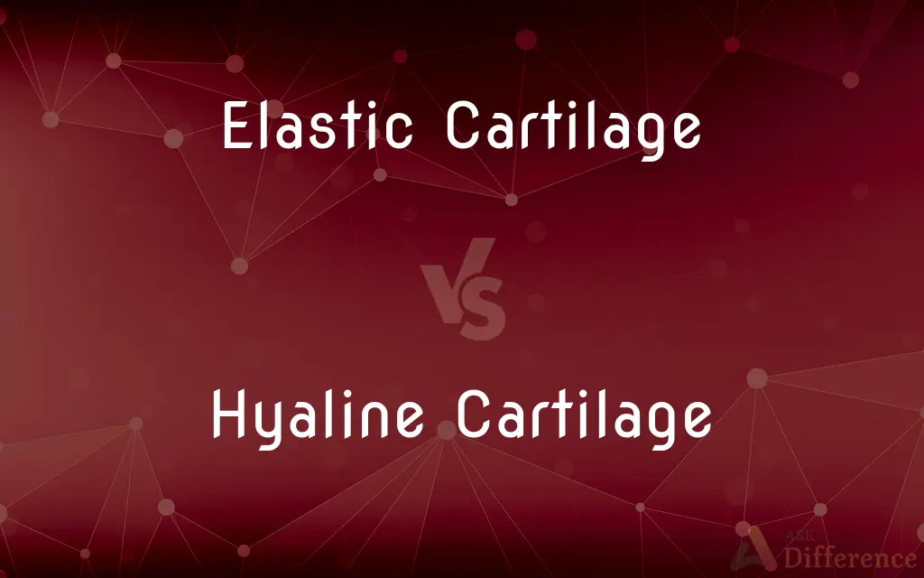 Elastic Cartilage vs. Hyaline Cartilage — What's the Difference?